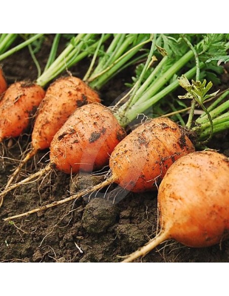 Kit futé  - Mon potager facile
