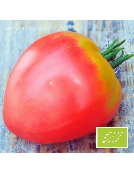 Tomate Grushovka BIO