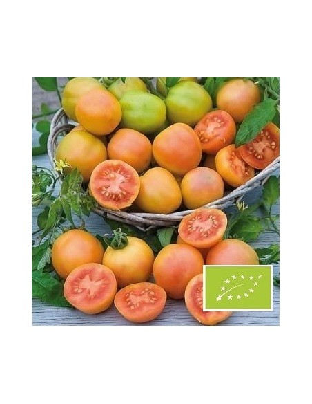 Tomate Madagascar BIO (tomate cocktail)