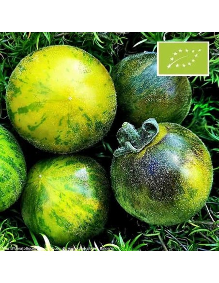Tomate Wooly Green zebra BIO (tomate ancienne)