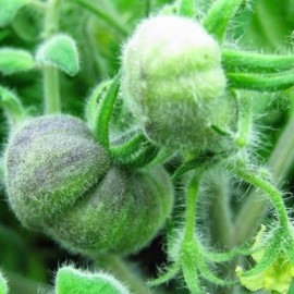 Tomate Wooly Green zebra BIO (tomate ancienne)