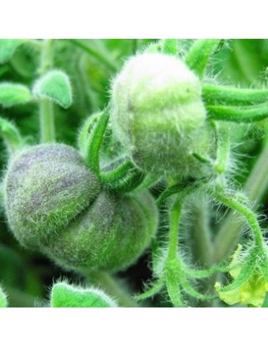 Tomate Wooly Green zebra BIO (tomate ancienne)