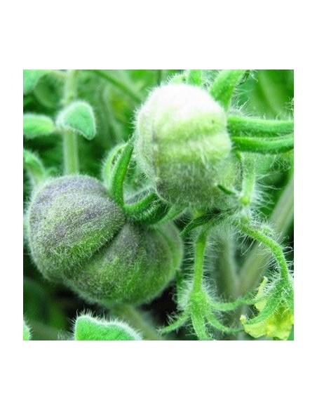 Tomate Wooly Green zebra BIO (tomate ancienne)