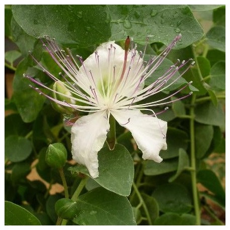 Caparris inermis (Caprier)