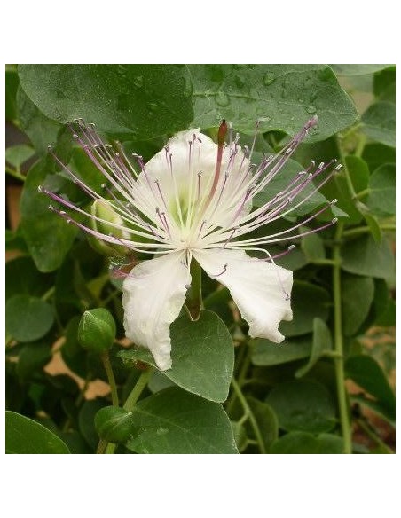 Caparris inermis (Caprier)