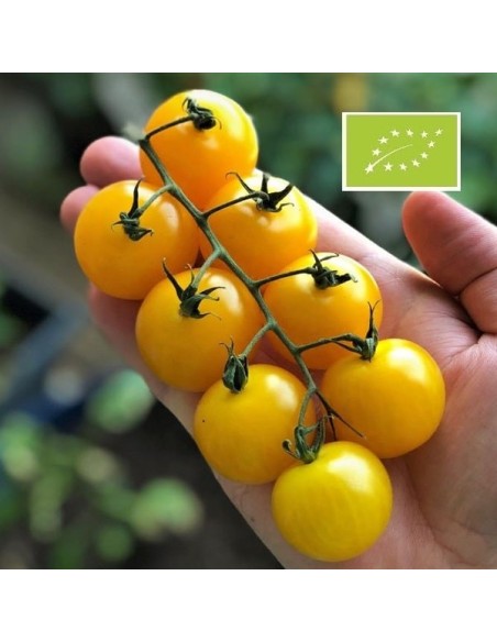 Tomate Cocktail jaune BIO (tomate cocktail)