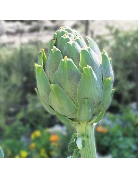 Artichaut Vert de Provence