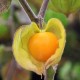 Coqueret du Pérou (Physalis peruviana)