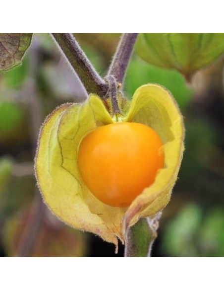 Coqueret du Pérou (Physalis peruviana)