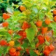 Coqueret du Pérou (Physalis peruviana)