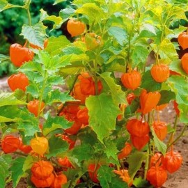 Coqueret du Pérou (Physalis peruviana)