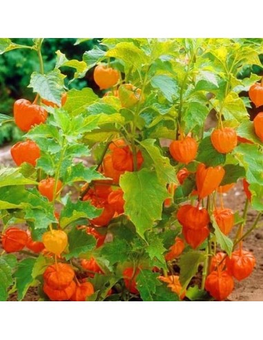 Coqueret du Pérou (Physalis peruviana)