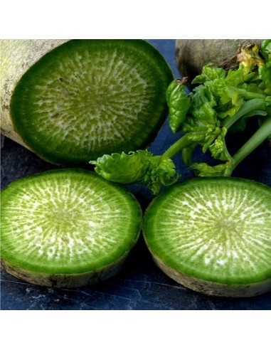 Radis Green Luobo (Radis chinois)