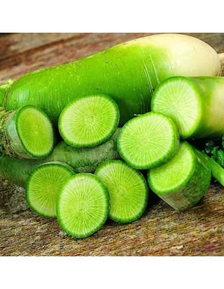 Radis Green Luobo (Radis chinois)