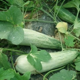 Melon Croissant Honey (melon asiatique)