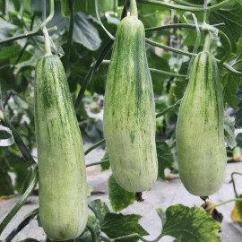 Melon Croissant Honey (melon asiatique)