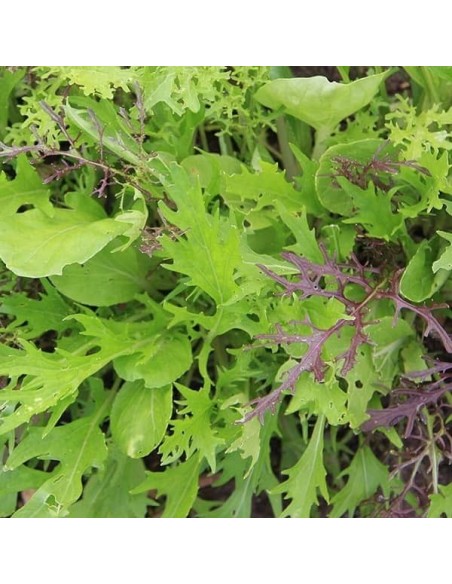 Mesclun Mélange asiatique Samouraï MIX