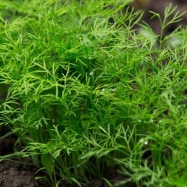 Persil Menuette (Persil type anteh)