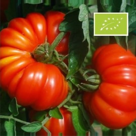 Tomate Costoluto Genovese BIO (tomate ancienne)