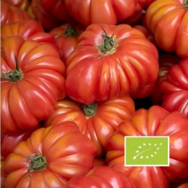 Graine de tomate ancienne et rare pour le potager