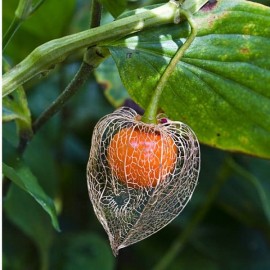 Lanterne chinoise (physalis alkekengi)