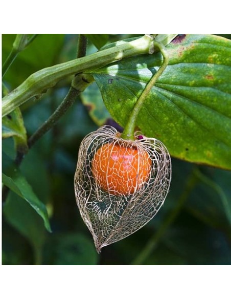 Lanterne chinoise (physalis alkekengi)