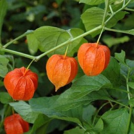 Lanterne chinoise (physalis alkekengi)