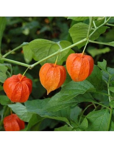 Lanterne chinoise (physalis alkekengi)