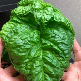 Basilic Géant monstrueux Mammouth