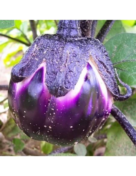 Aubergine Prosperosa