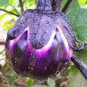 Aubergine Prosperosa