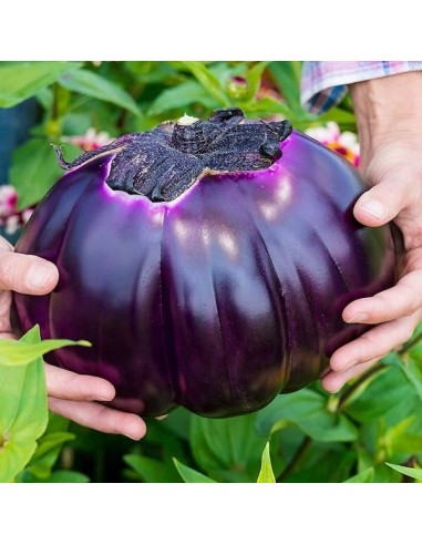 Aubergine Prosperosa