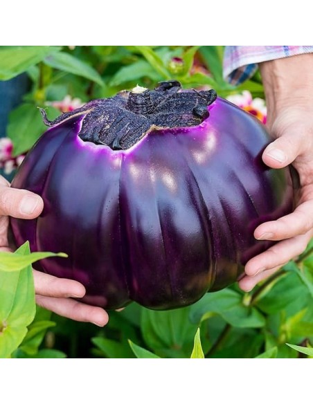 Aubergine Prosperosa