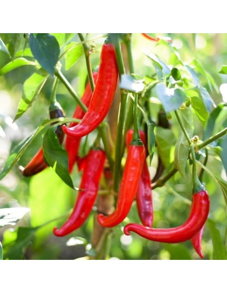 Piment De Cayenne (Piment fort)