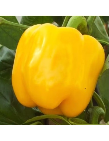 Poivron California Wonder jaune
