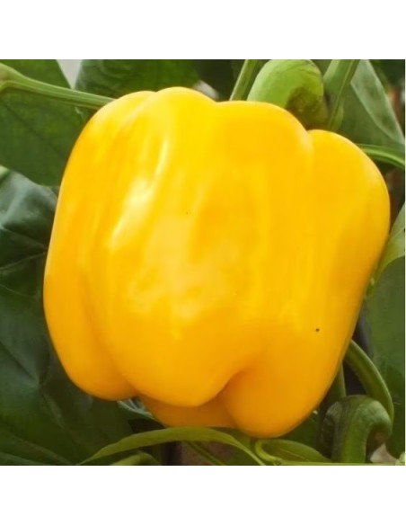 Poivron California Wonder jaune