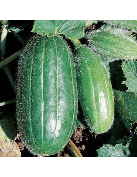 Melon Carosello Scopatisso o leccese