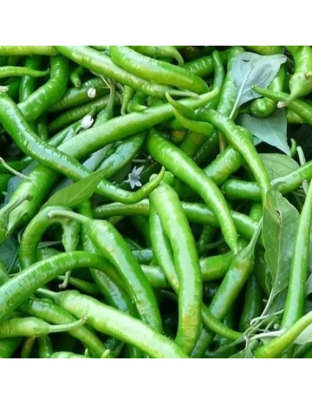 Piment Lombardo