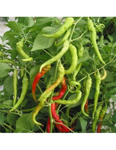 Piment Lombardo