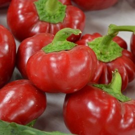 Poivron Topepo rosso