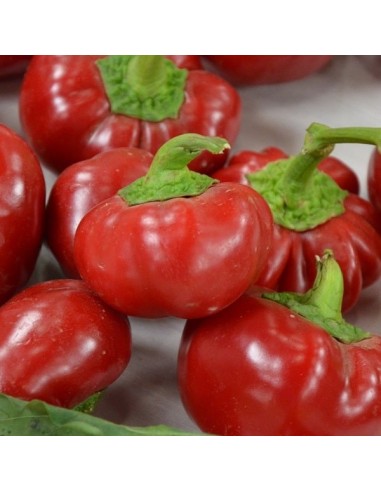 Poivron Topepo rosso