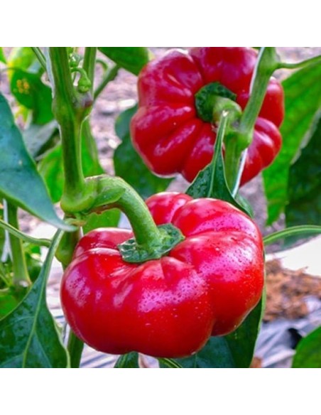 Poivron Topepo rosso