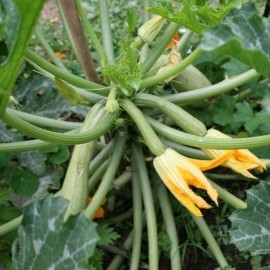 Courgette Genovese