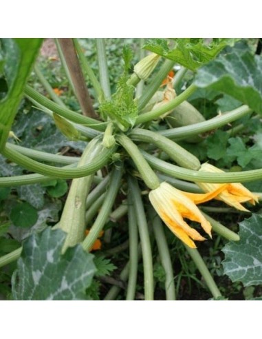 Courgette Genovese
