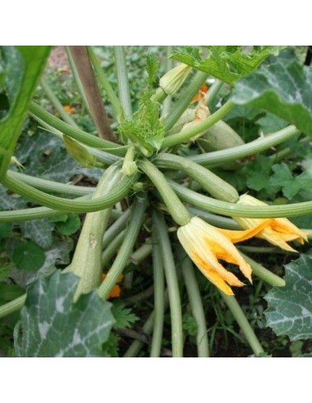 Courgette Genovese