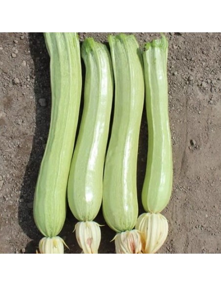 Courgette Blanche de Sicile