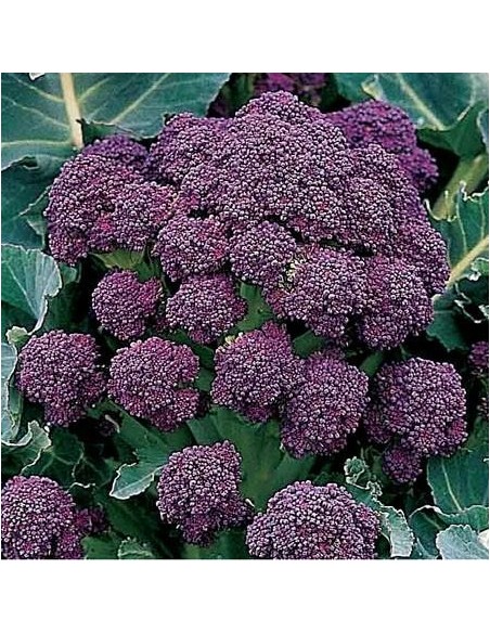 Broccoli violet 'purple sprouting'