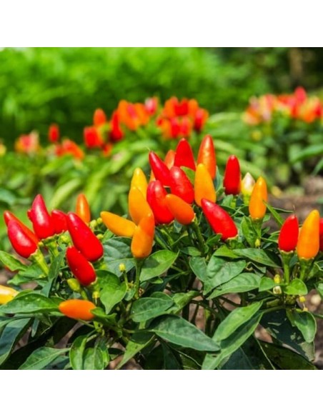 Piment Etna