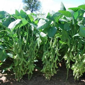 Soja potager Edamame DAME HANAE