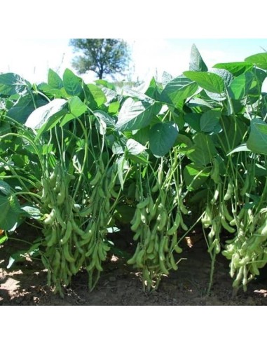 Soja potager Edamame DAME HANAE